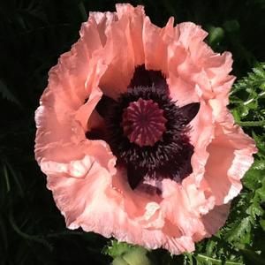 Meet your Posher, Pat